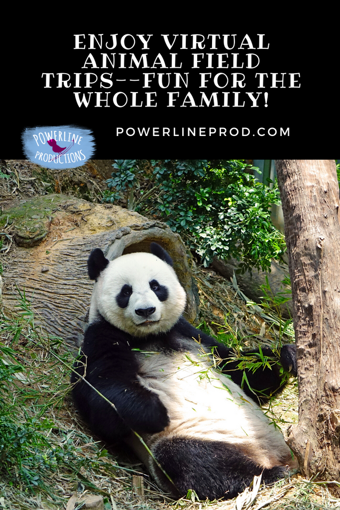Enjoy Virtual Animal Field Trips–Fun for the Whole Family!