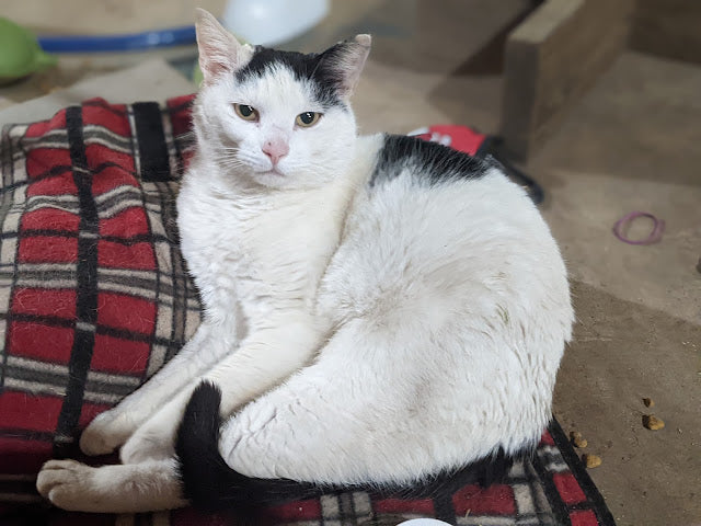 Animal Adventures: New Pets, Farm Hatchings, and Wild Things