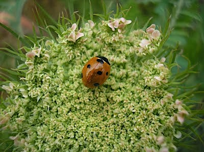 Ladybug Homeschool Nature Study
