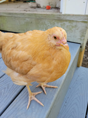 Happy Friday and Our Not-So Back to School