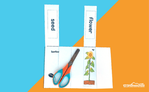 FREE Printable The Life Cycle Of A Plant Lift The Flap Book