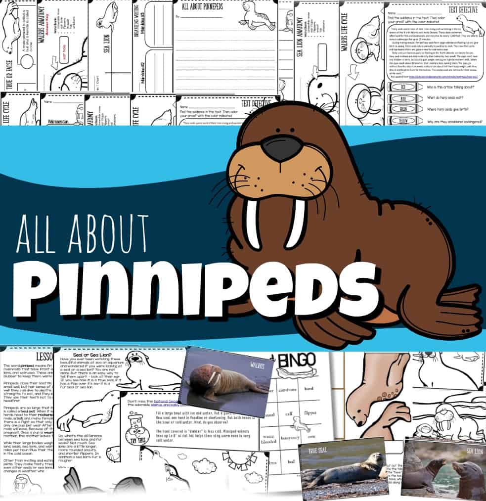 All About Pinnipeds