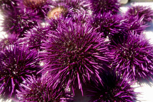 Want to Help Restore Local Kelp Forests? Try Eating More Sea Urchins