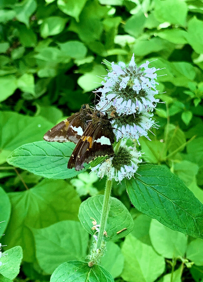 Using the Arkansas Outdoors as a Preschool Classroom