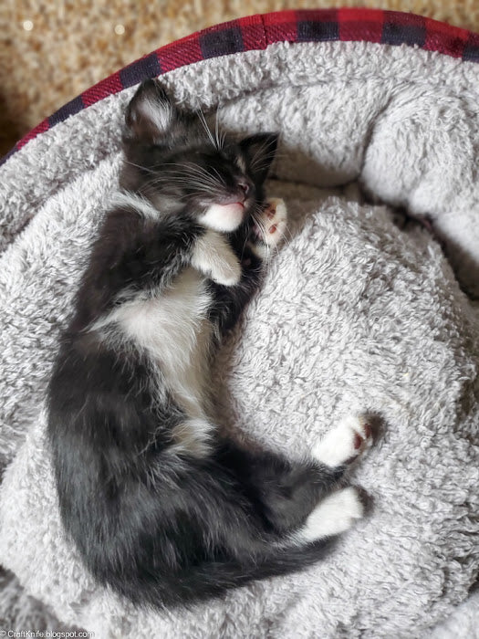 If You Can’t Get a Hole in the Head, Get Five Four-Week-Old Foster Kittens