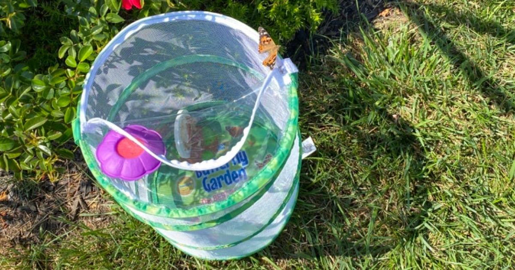 Insect Lore Butterfly Garden Kits from $16.99 Shipped for Amazon Prime Members (Unique Gift Idea)