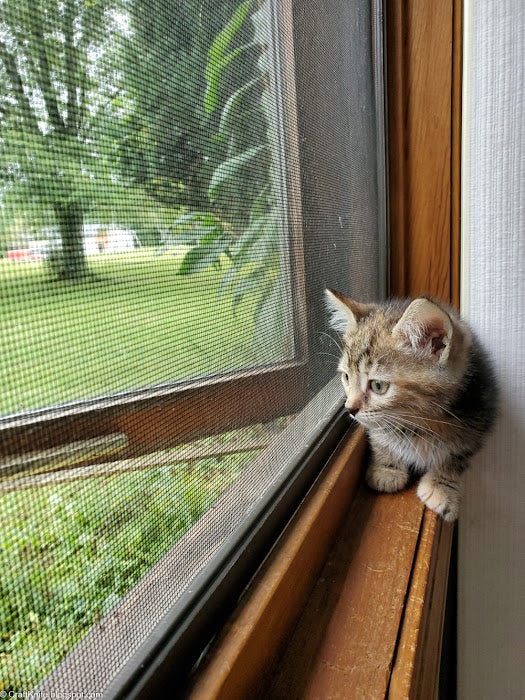 Week 3 with the Foster Kittens: Six Weeks Old, and Sort of Starting to Make Sense!