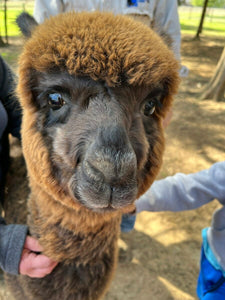 Alpaca My Bags For Adventure