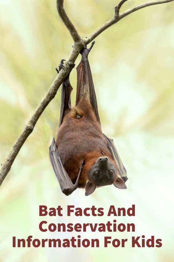 Bat Facts For Kids