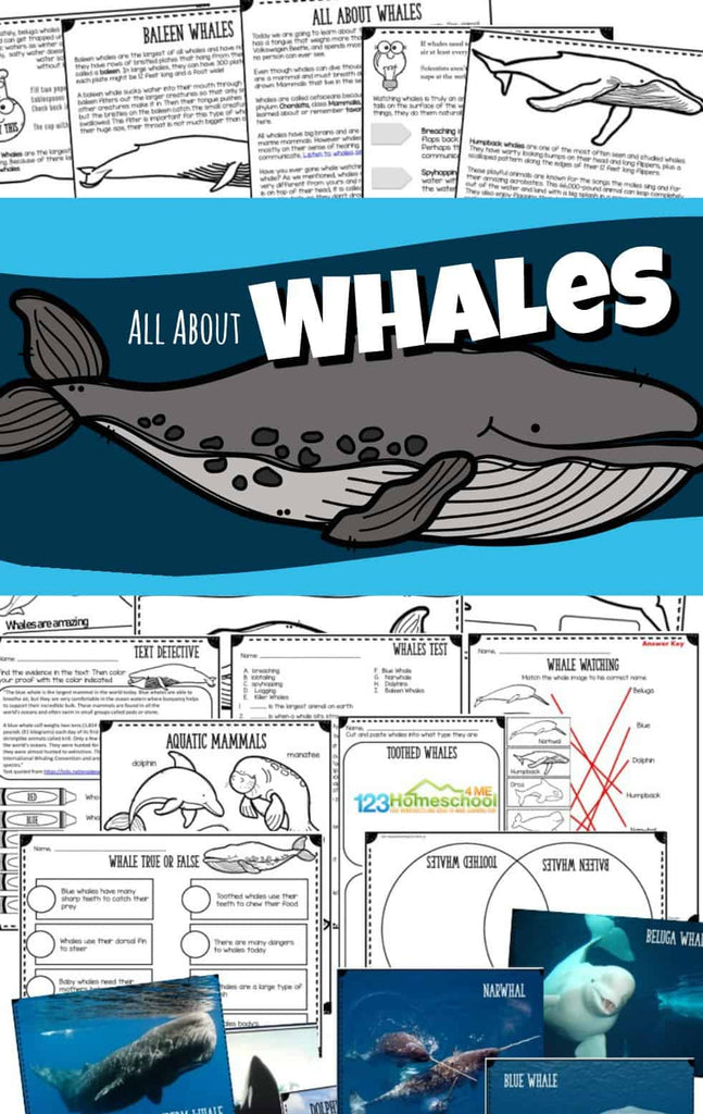 All About Whales Lesson