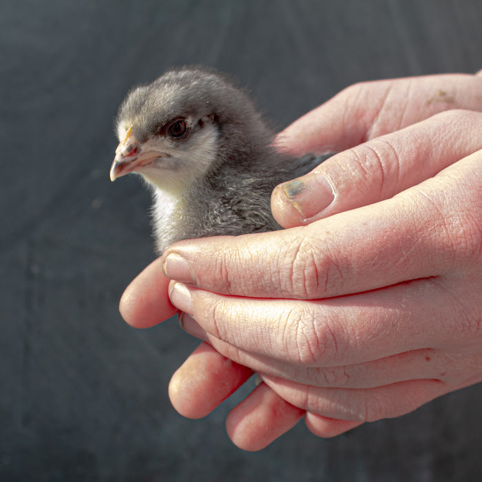 The Backyard Chickens Glow Up