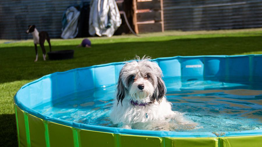 Best of Santa Fe 2022 - Pets