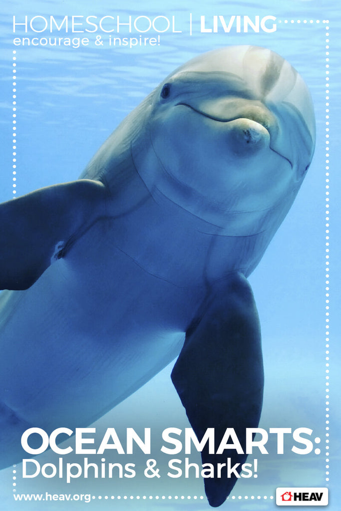 Sea Creatures Unit Study  | HEAV