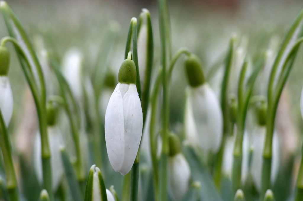 Weekend homeschool links: February 3rd