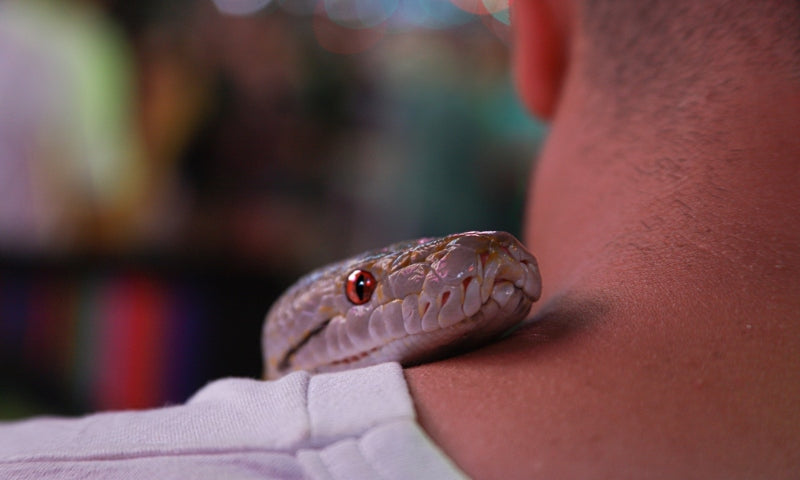 ‘Mom, There’s a Snake in My Room!’