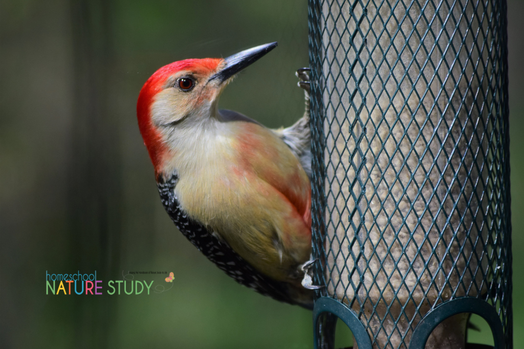 Great Backyard Bird Count Homeschool Resources