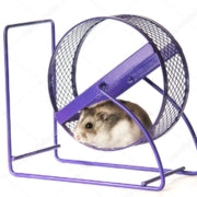 Experiment Living with Less