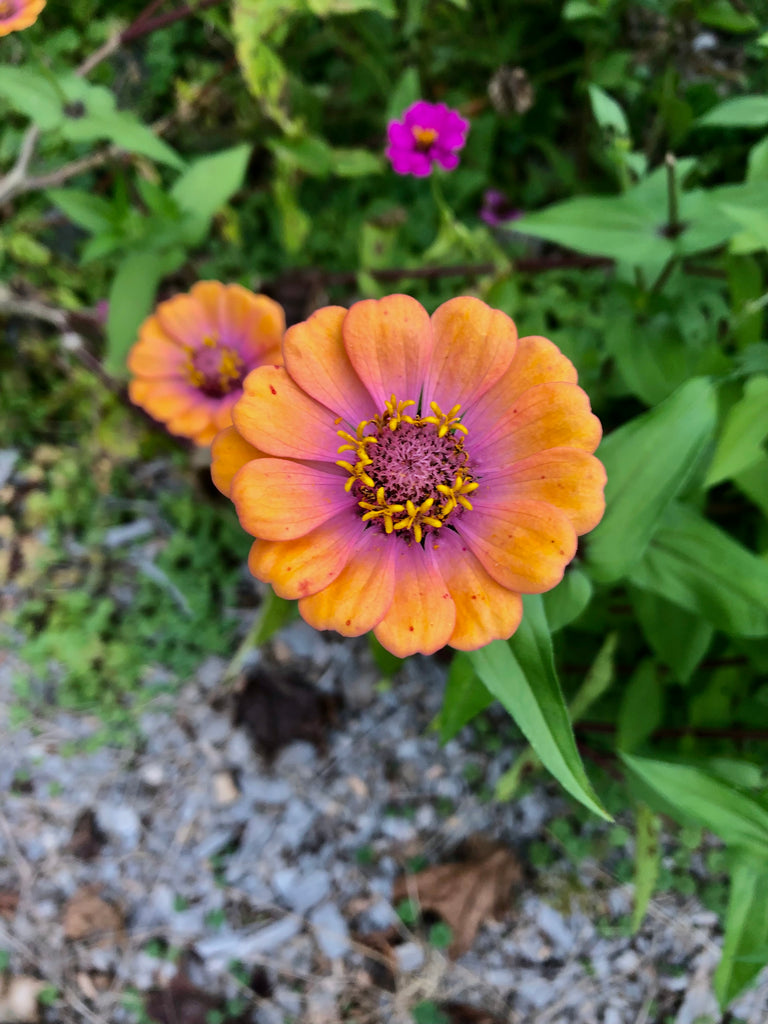 Homeschooling all of a sudden