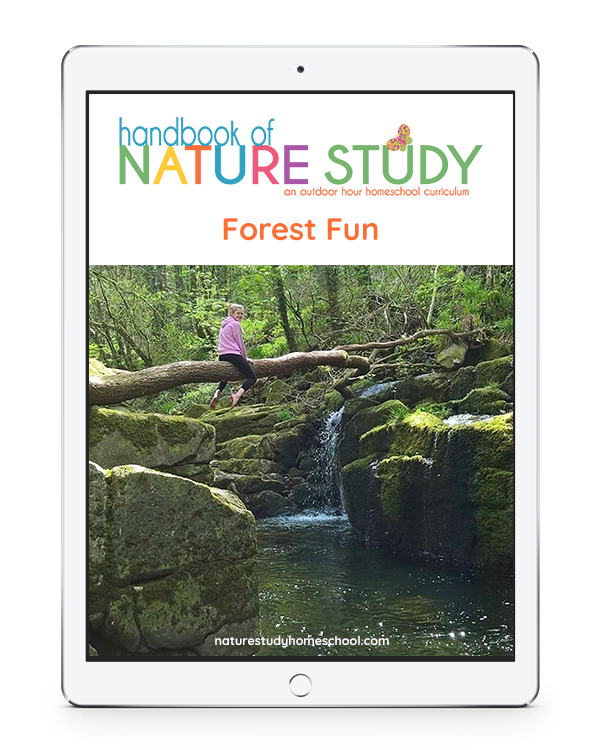 Bear Nature Study for Your Homeschool
