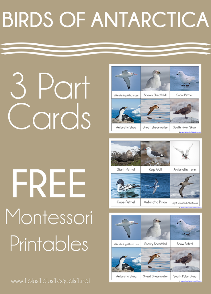 Montessori Nomenclature ~ Birds of Antarctica 3 Part Cards
